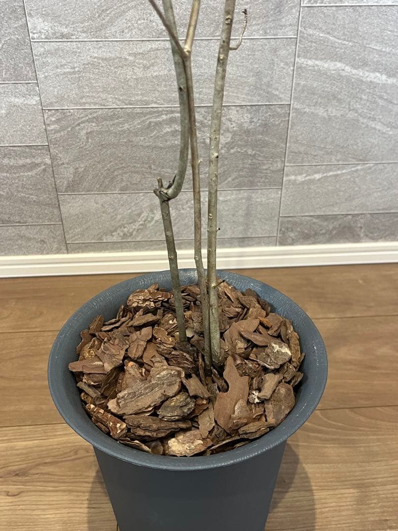 山採り天然 アオダモ 3本株立ち