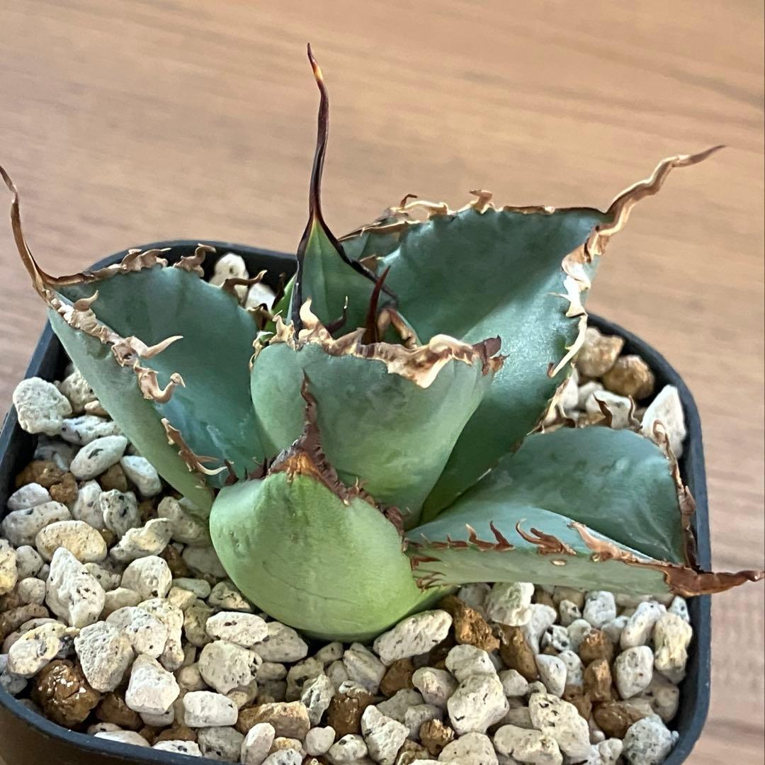 モ*ギ様 【初売りオークション】49 REZA産　長棘　アガベ　TARANTUL