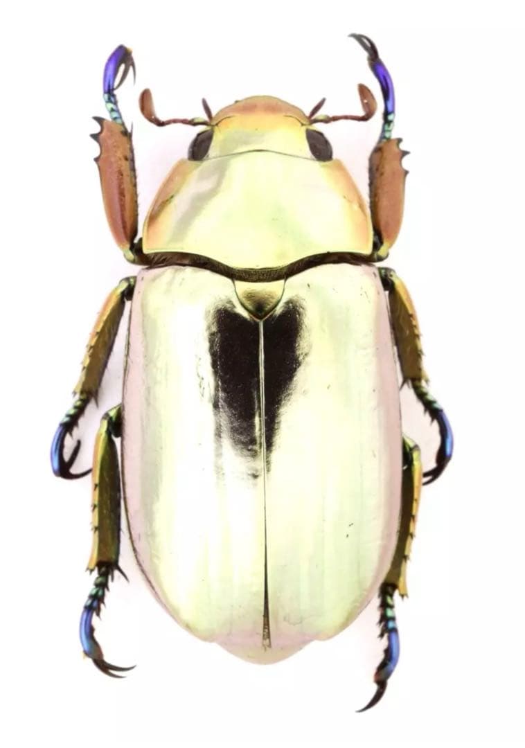 クルサルギレアプラチナコガネ！標本！163 29mm】多分クリサルギレアプラチナコガネ レッドフォーム標本 29mm
