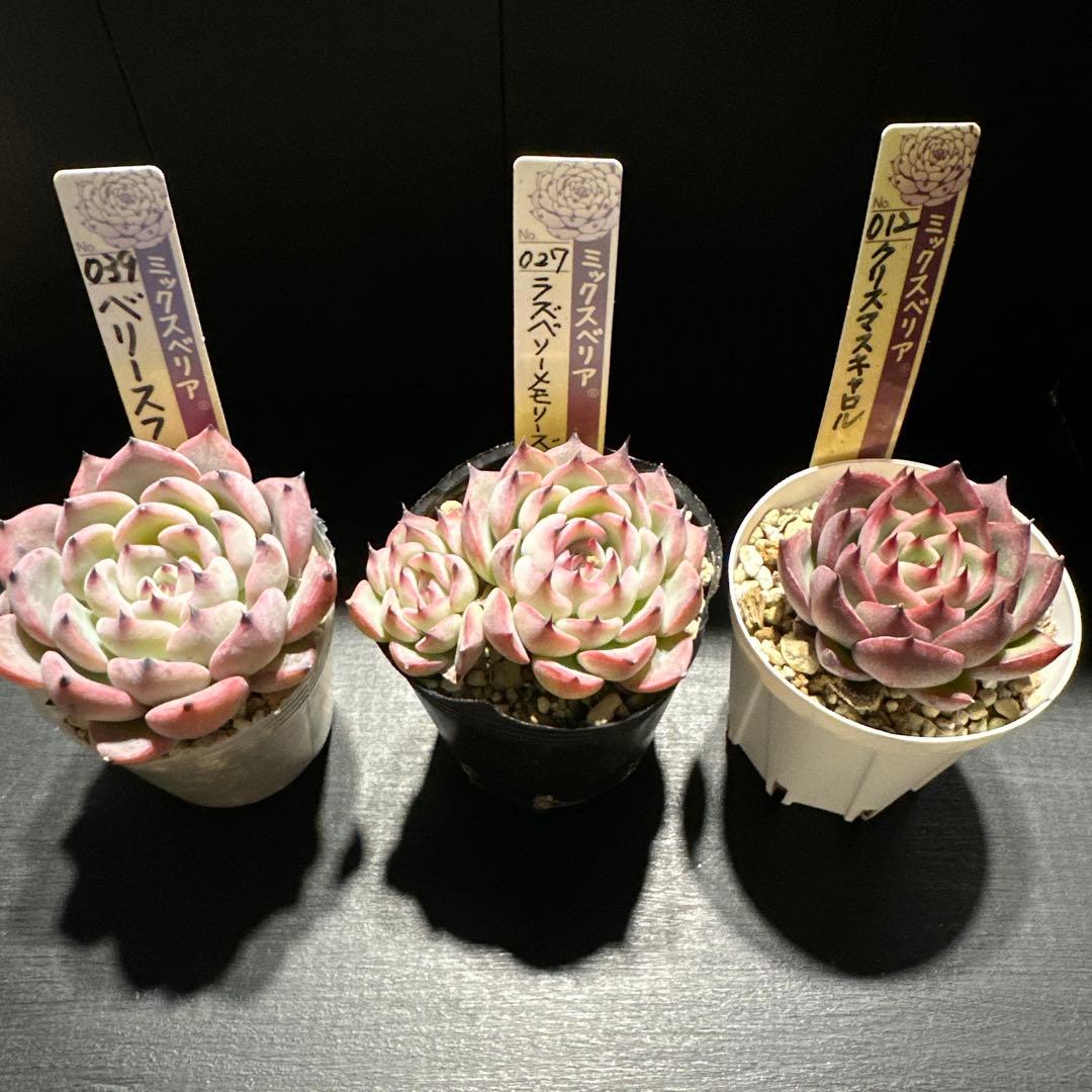 か*ん様 おらいさん苗10点セット　今回でラスト！　可愛い子ちゃんセット　札なし