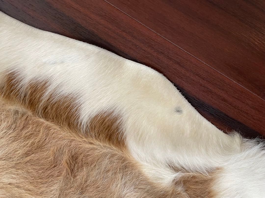 売り切り価格！　牛毛付き革 カウラグ カウハイド