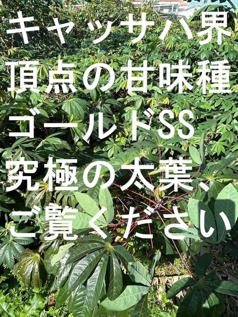 官能的な旨味と甘味。超高級★キャッサバ・ゴールドSS★挿し木枝。60サイズ箱満杯 官能的な旨味と甘味。超高級☆キャッサバ・ゴールドSS☆挿し木枝。60