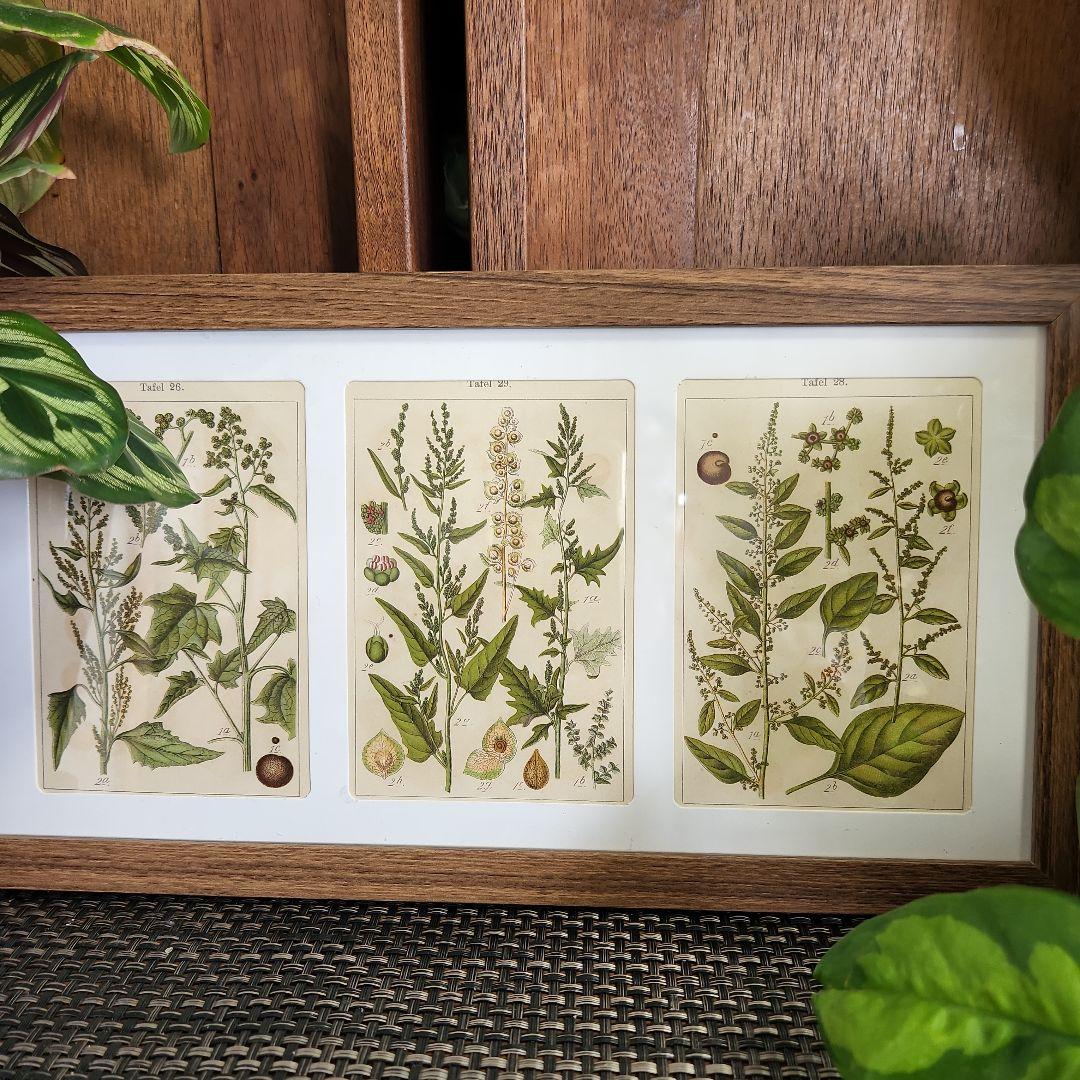 ボタニカルアート 植物図鑑 リトグラフ アンティーク 植物画 絵画
