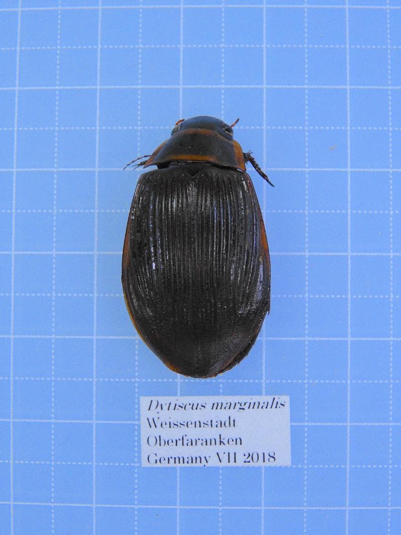 ドイツ産　ゲンゴロウモドキ　30mm ドイツではプロテクトかかってます ドイツ産 ゲンゴロウモドキ 30mm ドイツではプロテクトかかってます