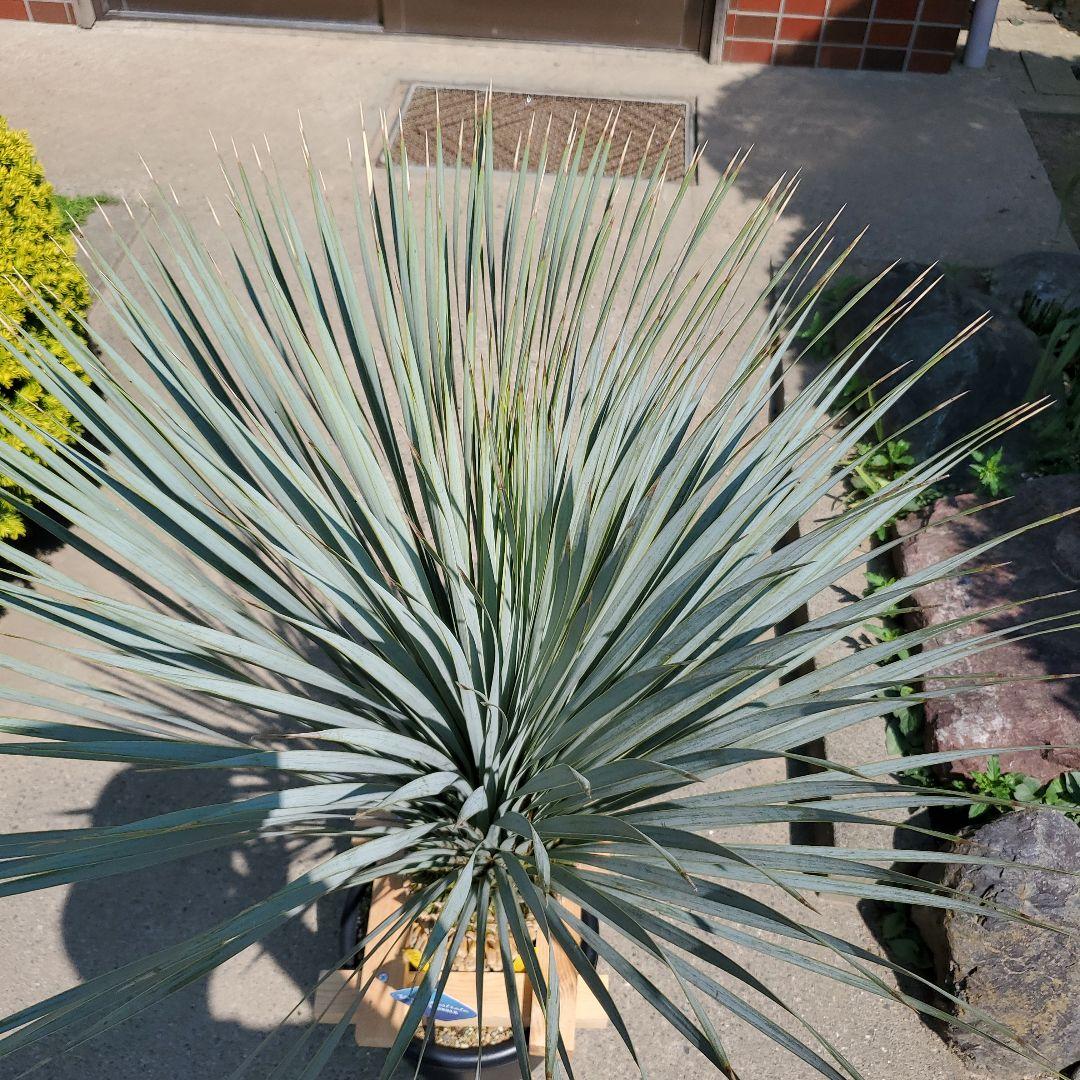 ユッカ ロストラータ ブルーサンダー① - メルカリ