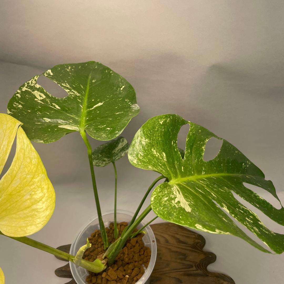 a105ホワイトモンスター 天津蘭 モンステラ斑入り - メルカリ