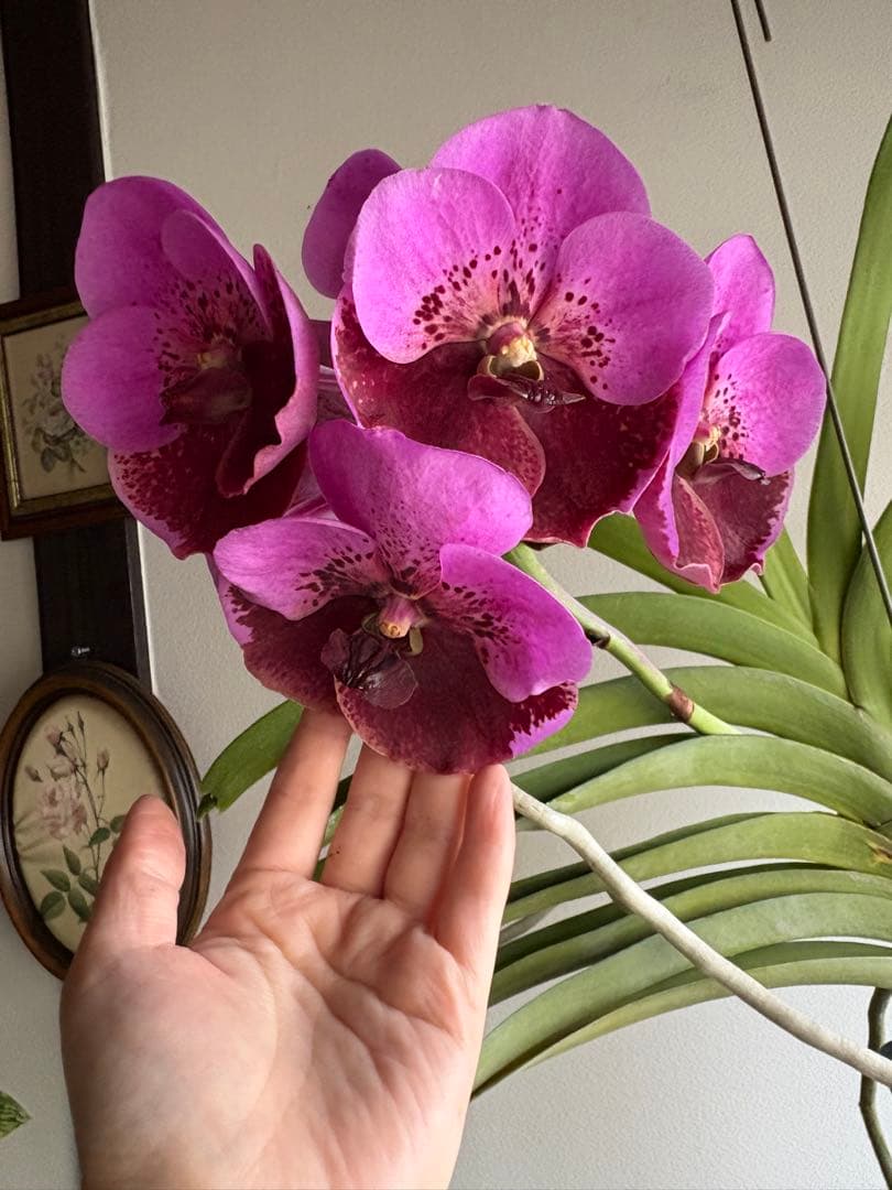 洋ラン バンダ 蘭 Renu Delight ツートン ① - メルカリ