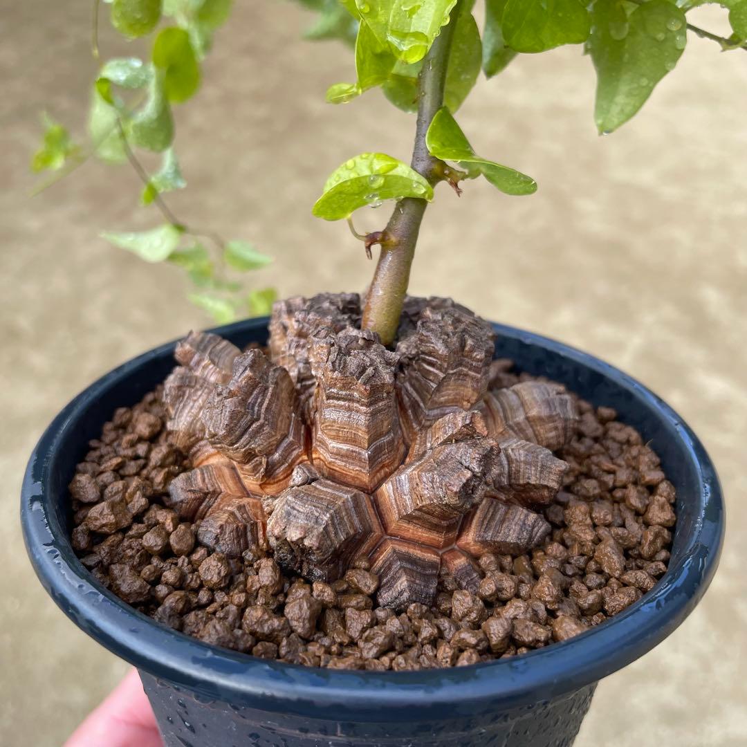 亀甲竜　4号鉢　ディオスコレア　塊根植物　観葉植物 ディオスコレア 亀甲竜【現品】｜有限会社 タケダ花店