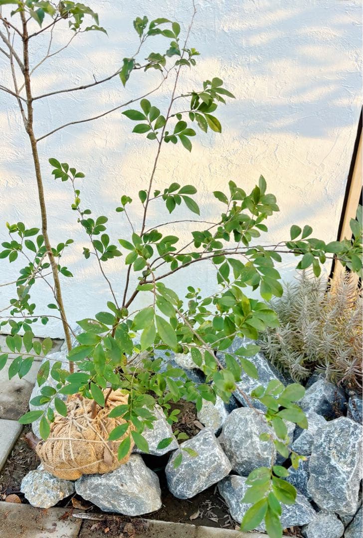 超美形。山採りソヨゴ・ヒサカキ共生株1.4M(鉢底から)