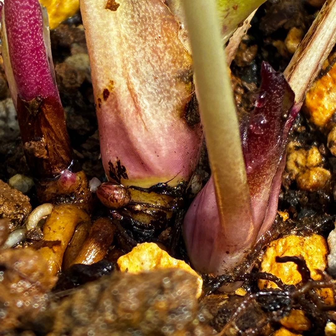 r*o様 3490☘️蕾花付き☘️極上☘️⭐️小輪⭐️ ハートSD⭐️オーレア⭐