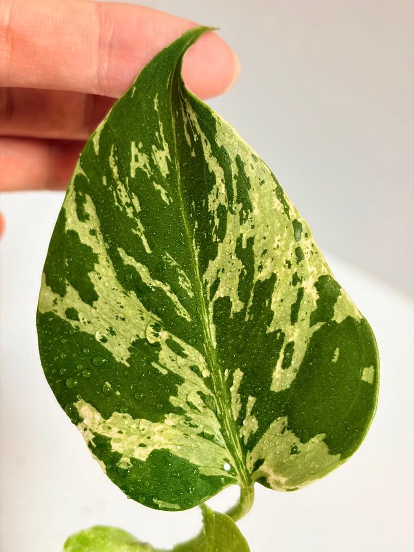 ☆美株☆ モンステラ バルバソー バルバソウル フシギダネ - メルカリ