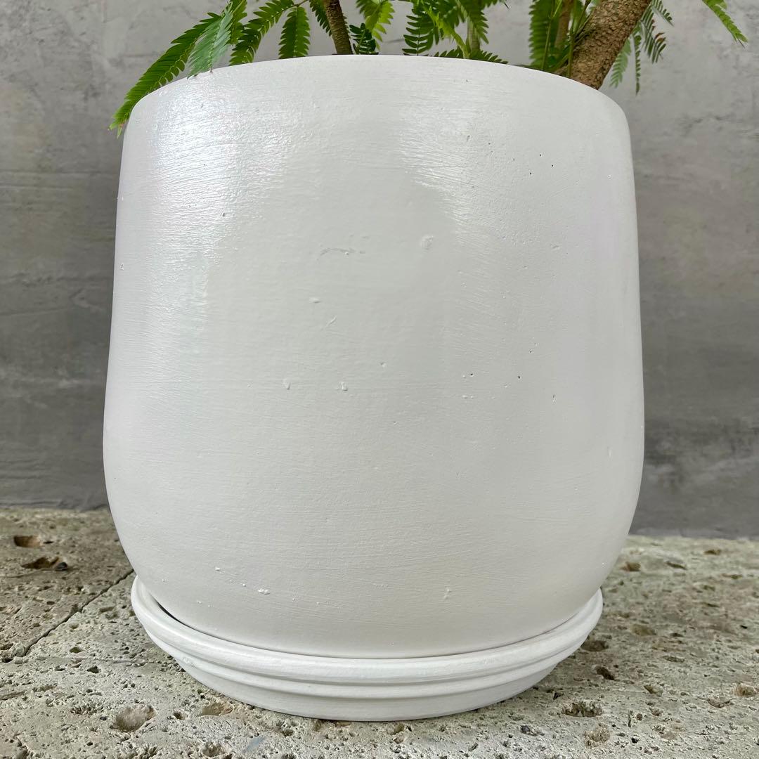 美形 大型 エバーフレッシュ S字仕立て 10号 バルーン陶器鉢 植え込み