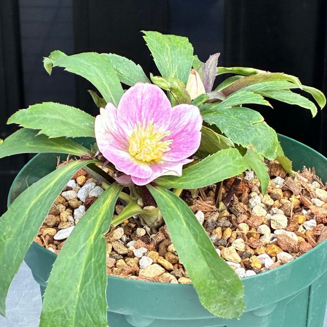 Y*i様 3551☘️蕾花付☘️超希少☘️筒型SD⭐️ポーセリン⭐️小輪⭐️ぼか