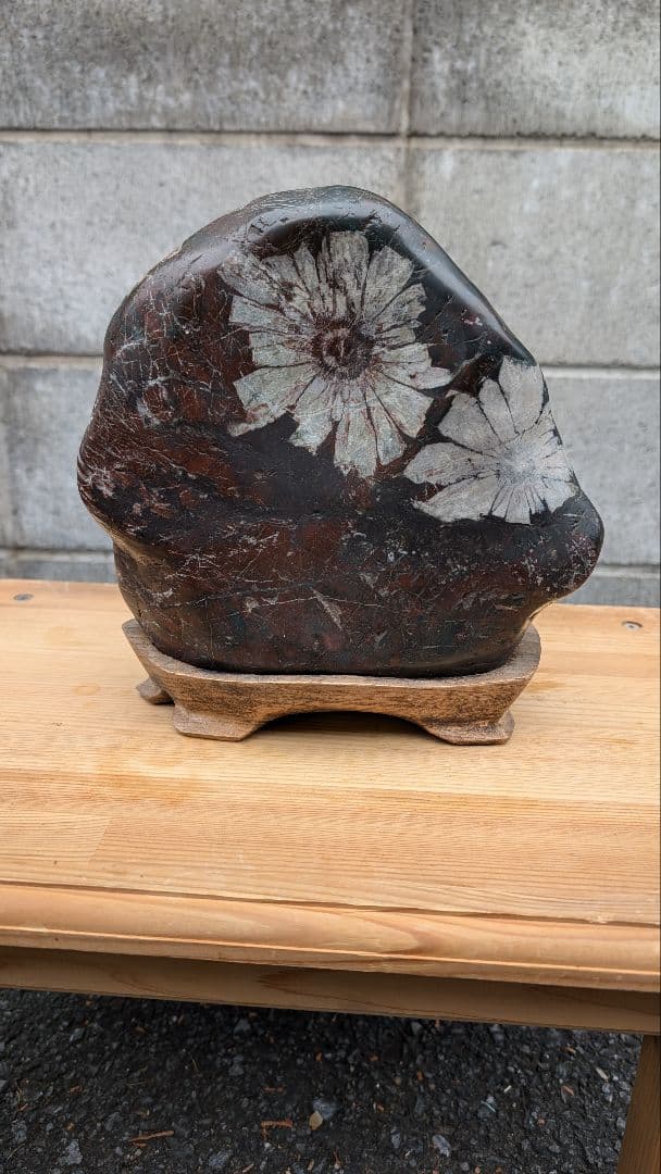 菊花石　水石　盆石　鑑賞石 最高級鑑賞石】菊花石 20cm 紋石 水石 盆石 根尾谷 天然石 置物 - メルカリ