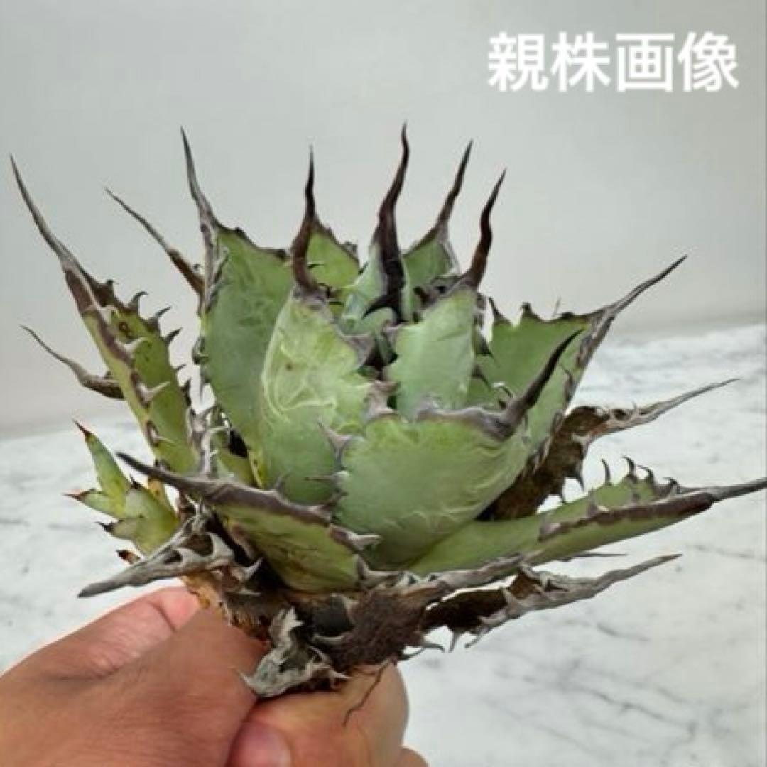 アガベ ハイブリッド 激怒之舞 子株 激怒甲蟹×屈原の舞扇 no.1 Lize株