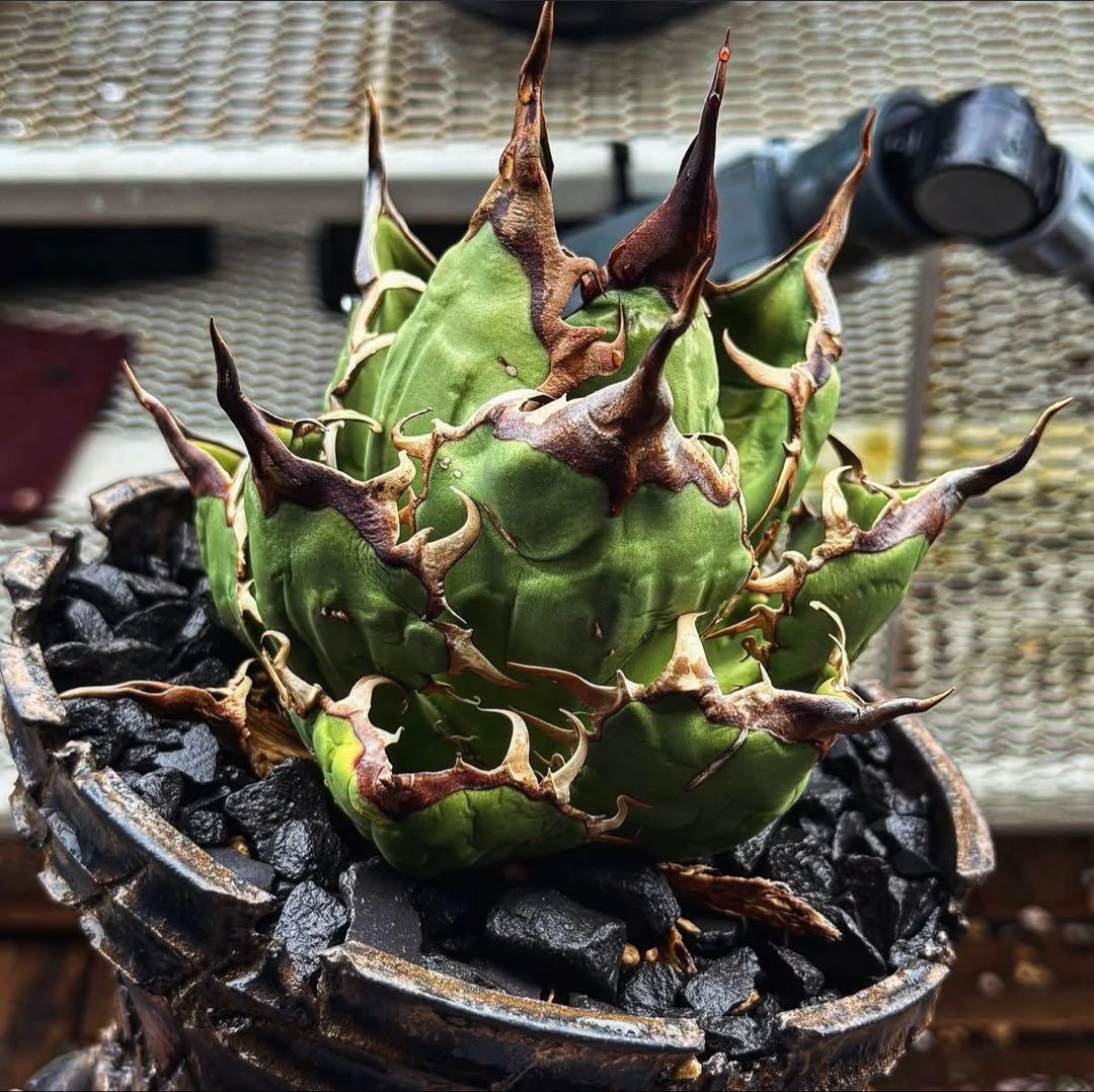 珍品！親株はヴィヴィパラ 希少 チランジア エアープランツ【カーリー