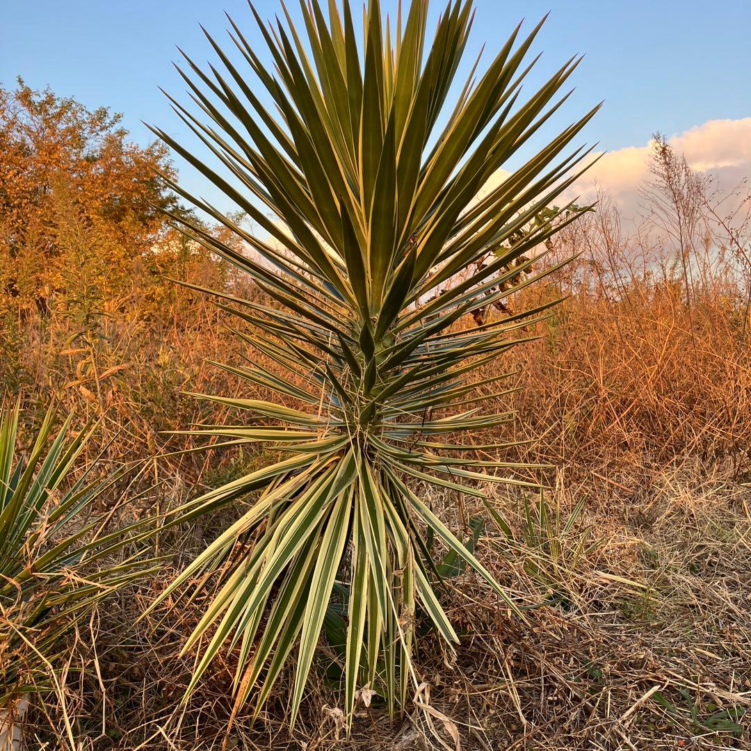 JP様 リクエスト 2点 まとめ商品の通販はau PAY マーケット - 輸入雑貨