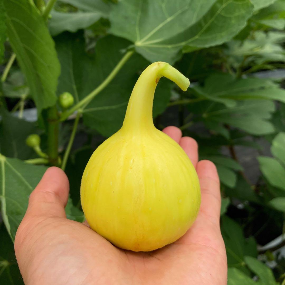 Golden Rainbow ゴールデンレインボー 穂木 イチジク - メルカリ