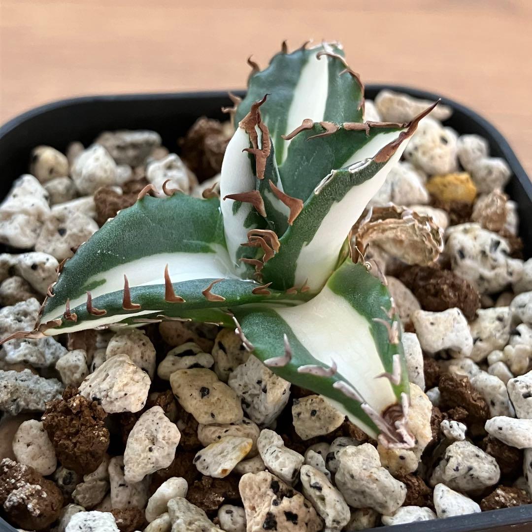 Pinky☆もんちぃ　速達【鉢ごと発送】アガべ　太陽神錦　白中斑　TC