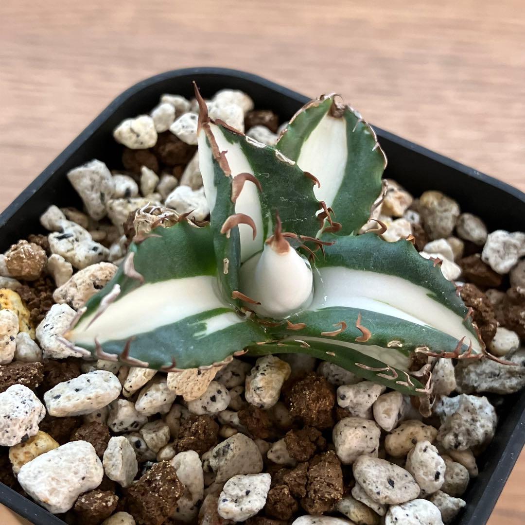 Pinky☆もんちぃ　速達【鉢ごと発送】アガべ　太陽神錦　白中斑　TC