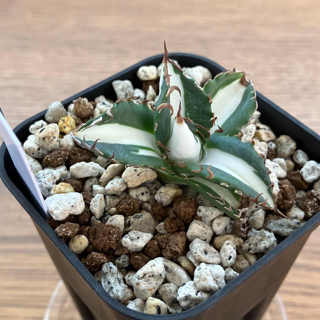 Pinky☆もんちぃ　速達【鉢ごと発送】アガべ　太陽神錦　白中斑　TC