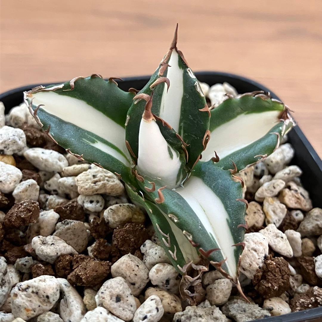 Pinky☆もんちぃ　速達【鉢ごと発送】アガべ　太陽神錦　白中斑　TC