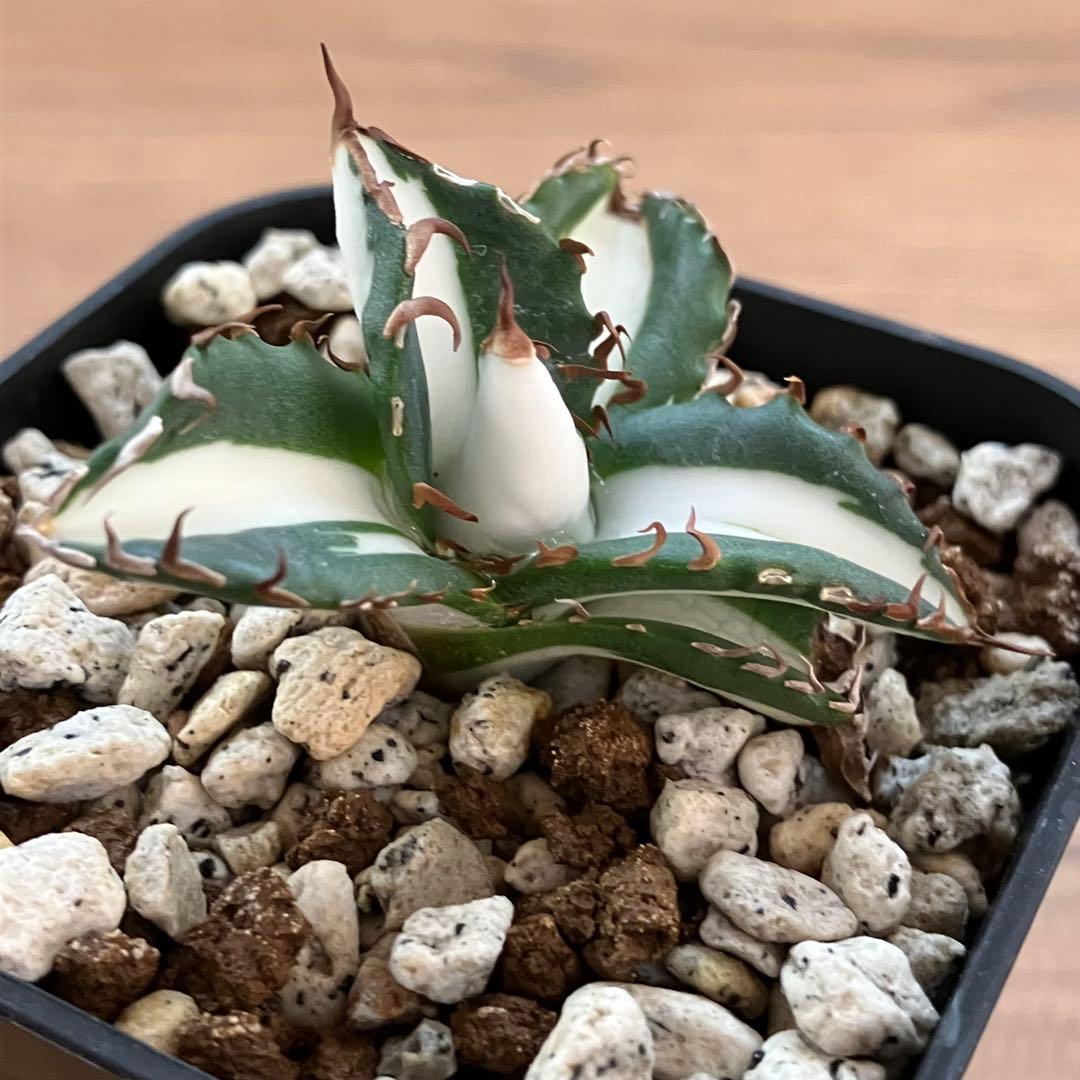 Pinky☆もんちぃ　速達【鉢ごと発送】アガべ　太陽神錦　白中斑　TC