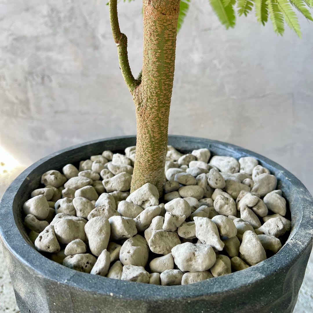 美形 大型 幹極太 エバーフレッシュ 朴仕立て 陶器鉢 植え込み発送