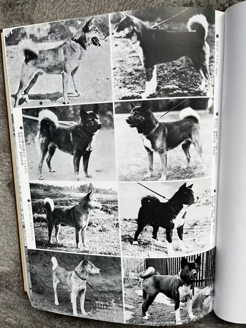 天然記念物日本犬【希少学術書】