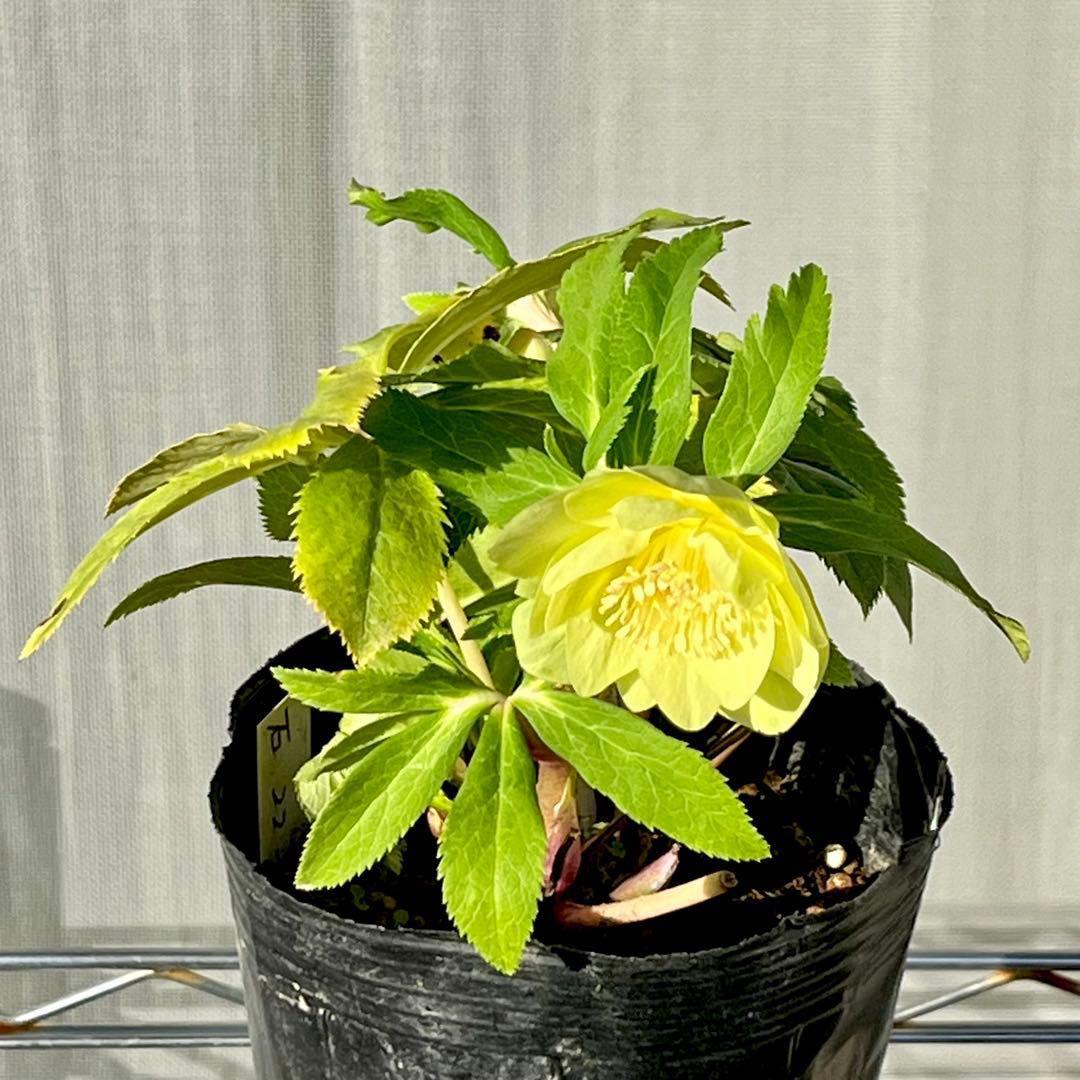 オ*ン様 ☘️蕾付き☘️根パンパン❤️沢山新芽元気株❤️3253⭐️強香⭐️強烈