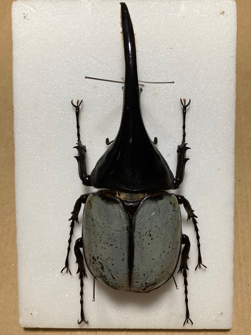 ヘラクレス・ヘラクレス　ブルー標本 週末限定価格‼️ 2026,2/2,3新着WILD 超Ultimate14 南米エクアドル便 ヘラクレス