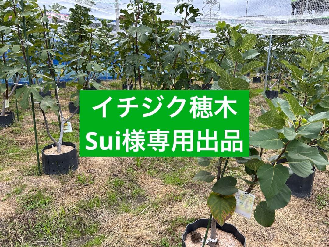 イチジク穂木専用出品です - メルカリ