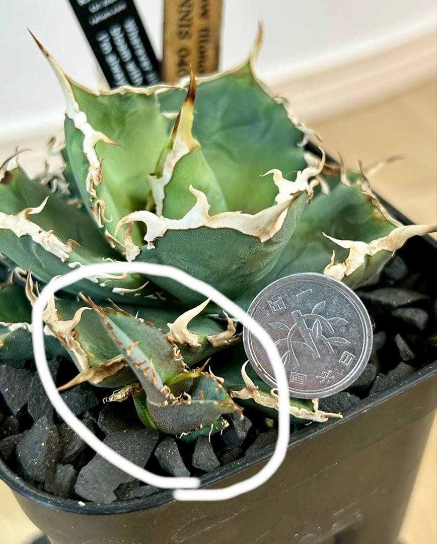 アガベ チタノタ デニス040 キングアーサー 子株 dennis040 - メルカリ