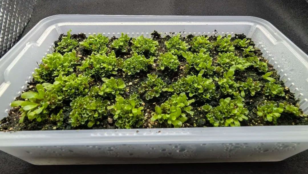 P. willinckii OMG 胞子体前葉体S３ ①【3セット限定タイムセール！】P.willinckii OMG 前葉体 XLsize