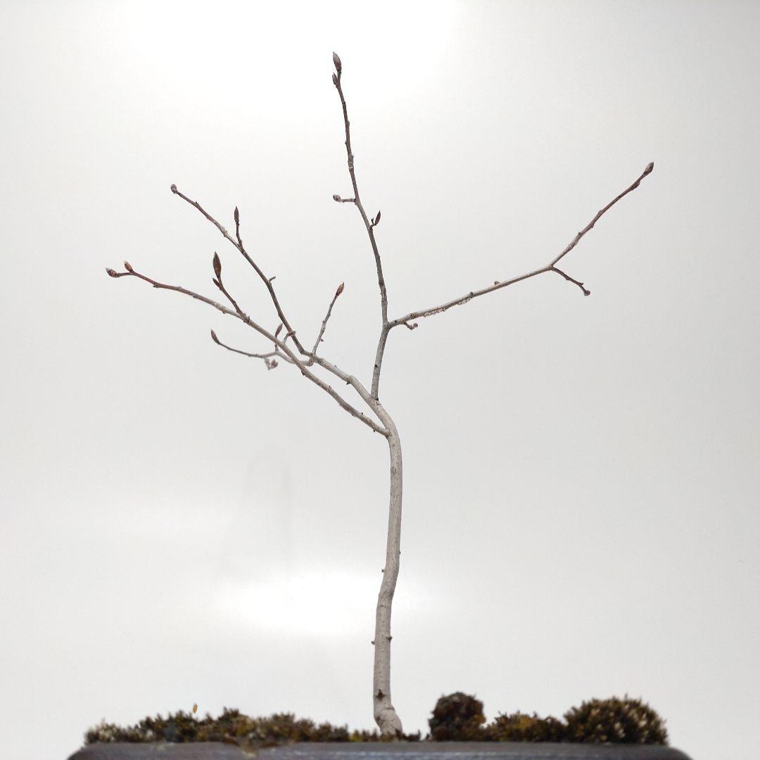 瑞祥か九重松（幹根元直径約15センチ）盆栽持ち込み古い