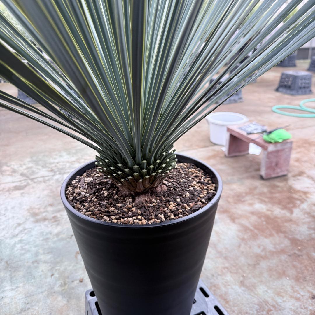 AL1205】ユッカ ロストラータ ランチョブルー（品種名）