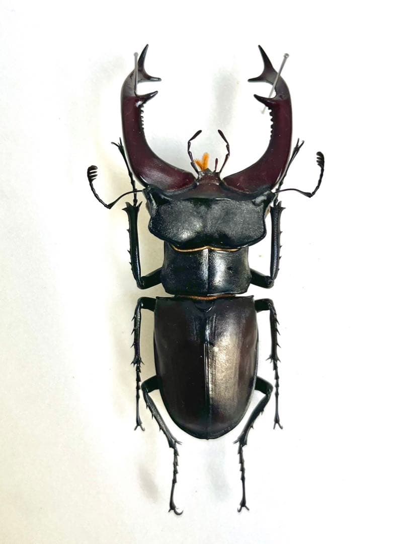 ヨーロッパミヤマクワガタ 78mm 標本 - メルカリ