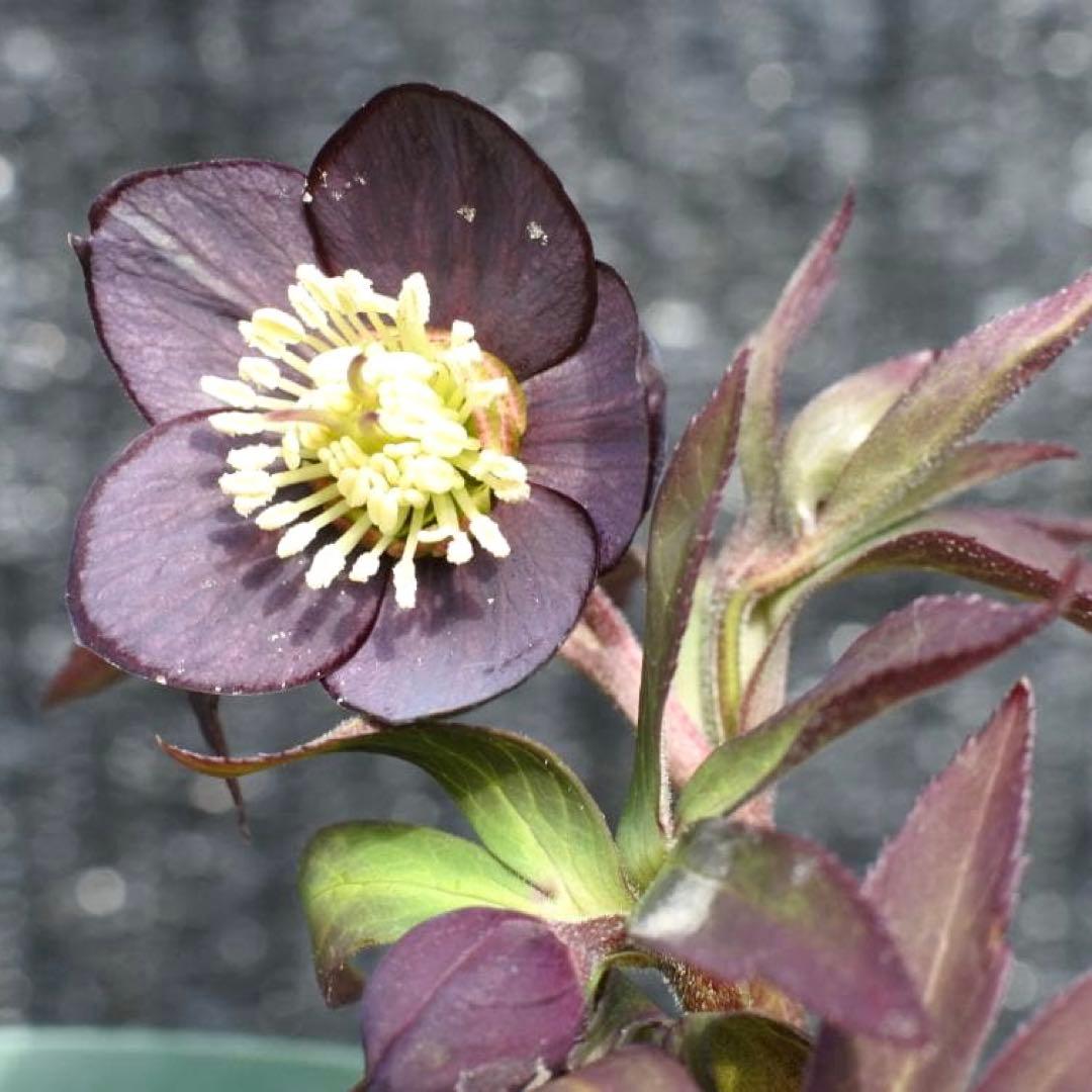 ラ*ク様 3577☘️蕾花付☘️極上☘️⭐️原生地採取⭐️croaticus⭐️