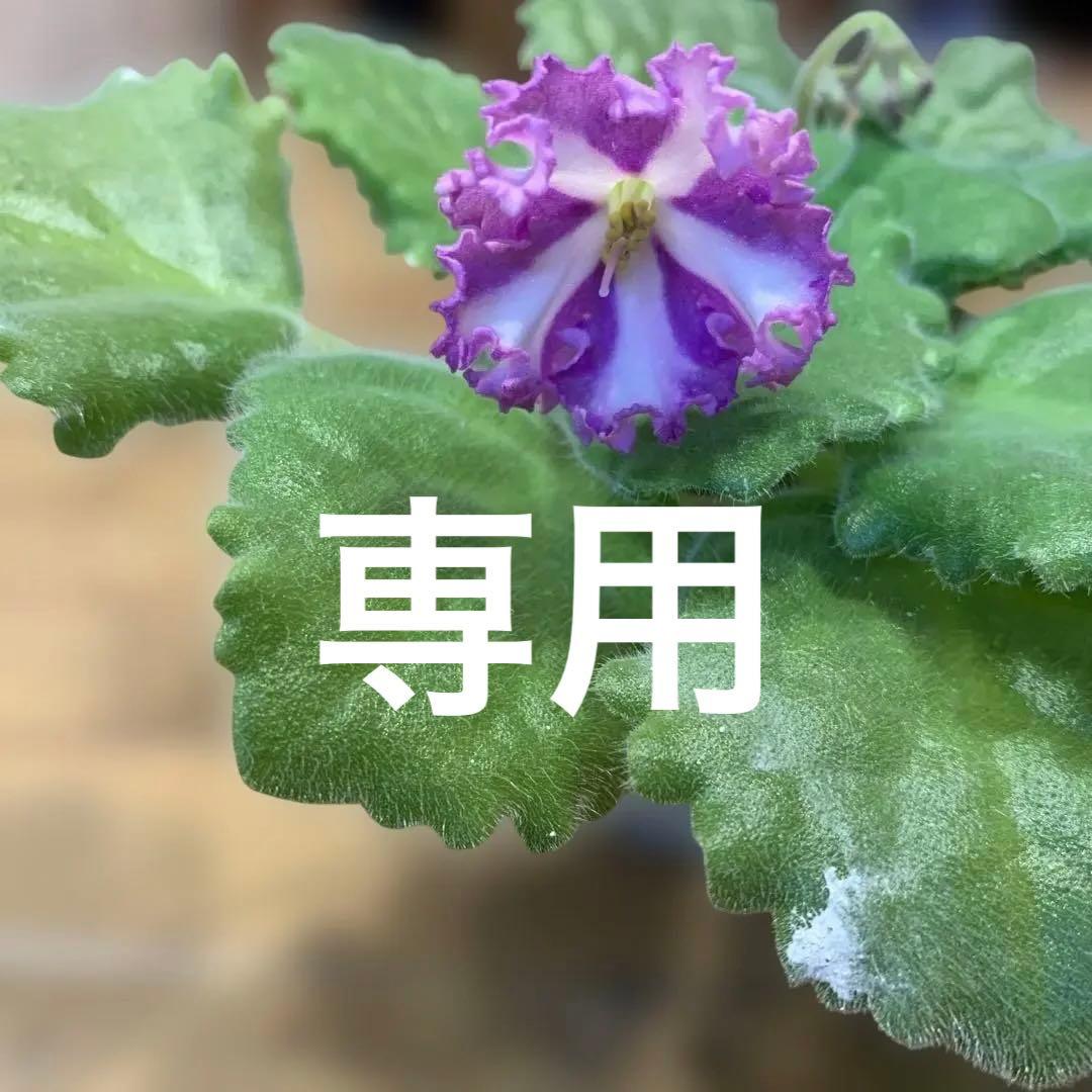 セントポーリア Zaca's Georgette 初開花株 縞花