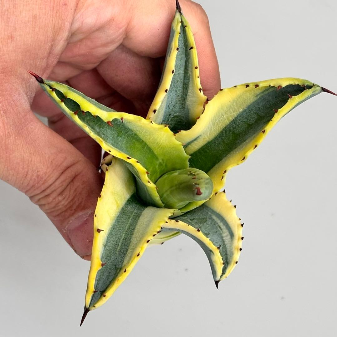 パリー ラッキーストライプ 吉祥天 斑入り 錦 アガベ ドライガーデン