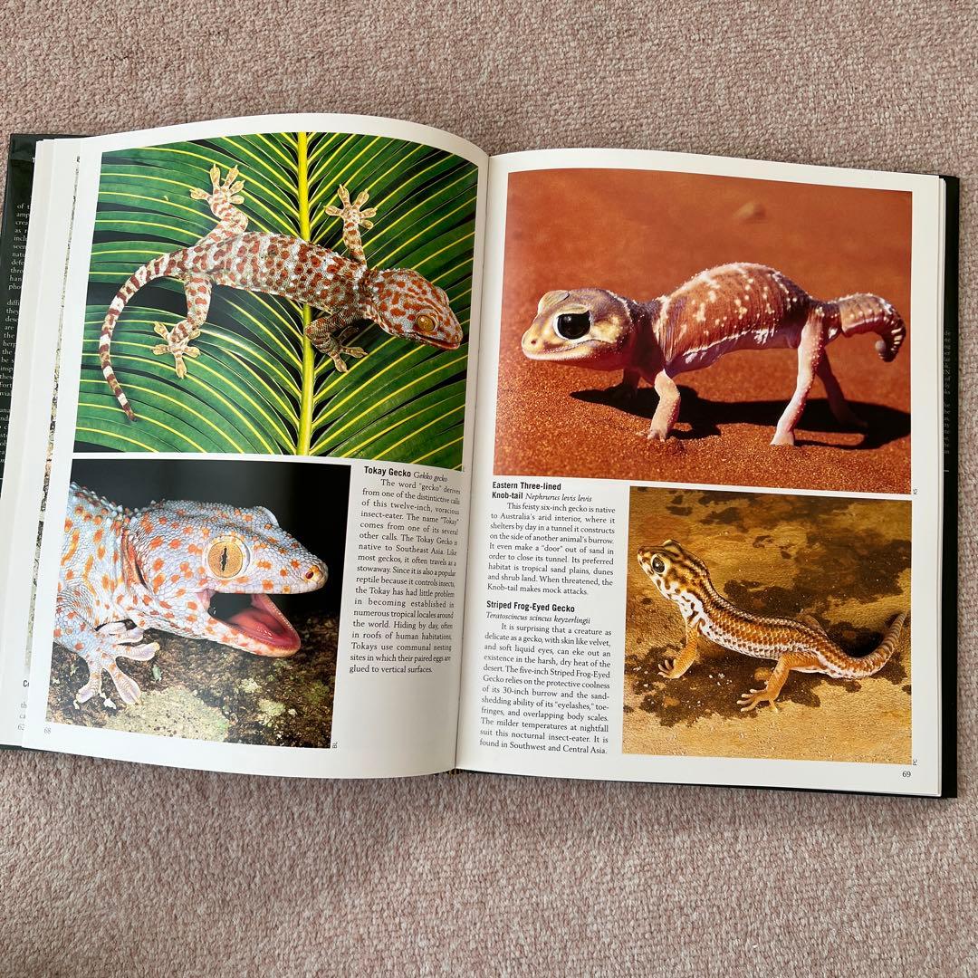 洋書 Reptiles & Amphibians 爬虫類、両生類 - メルカリ
