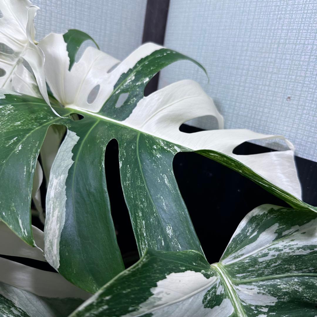 斑入りモンステラ ホワイトタイガー極美大株70cm白斑多 - メルカリ