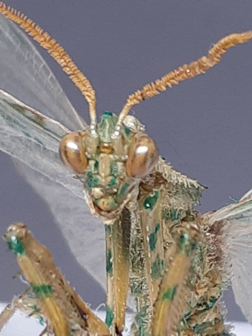 アザミカマキリ雄　立体標本 □＜昆虫標本＞カマキリ(グリーン) 3D立体ペーパーパズル 壁掛けタイプ