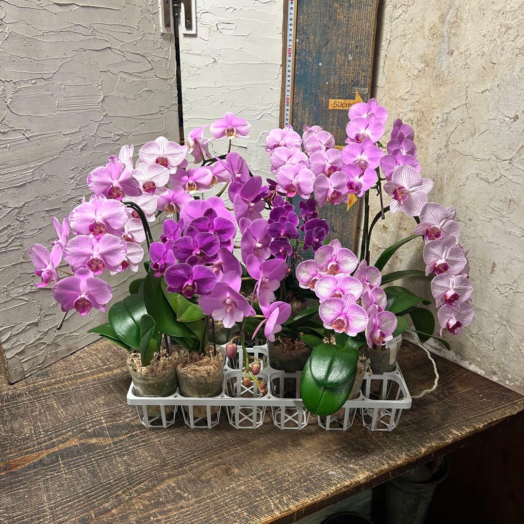 特選】 胡蝶蘭 8種10ポット ピンクアソート ファレノプシス