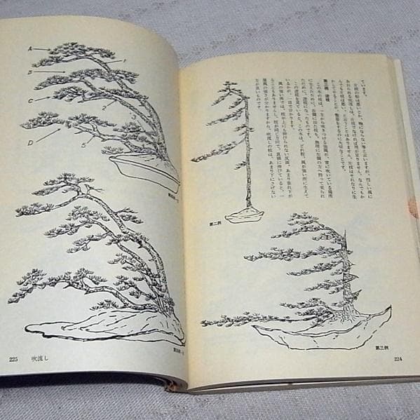 図解 盆栽樹形の作り方 五葉松盆栽の整姿 阿部倉吉 三友社 - メルカリ