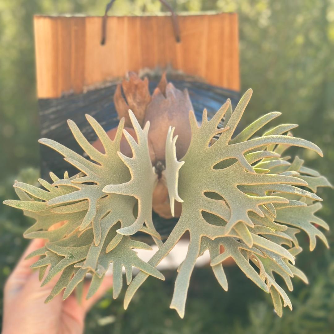 Yellow moon dwarf ’totoro’ sporeling 001 Yellow moon Dwarf (HHR Totoro) – Platy & Co