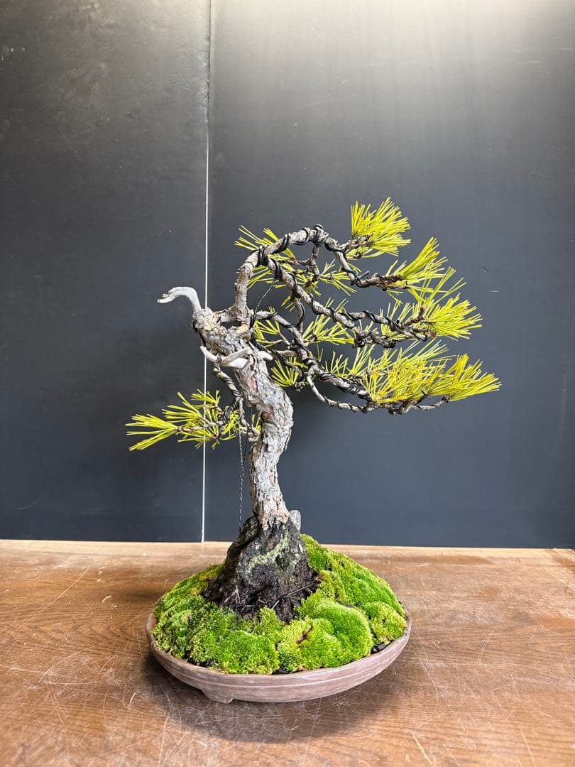 特別オークション 赤松盆栽文人木石付き古木苔即戦力 - メルカリ