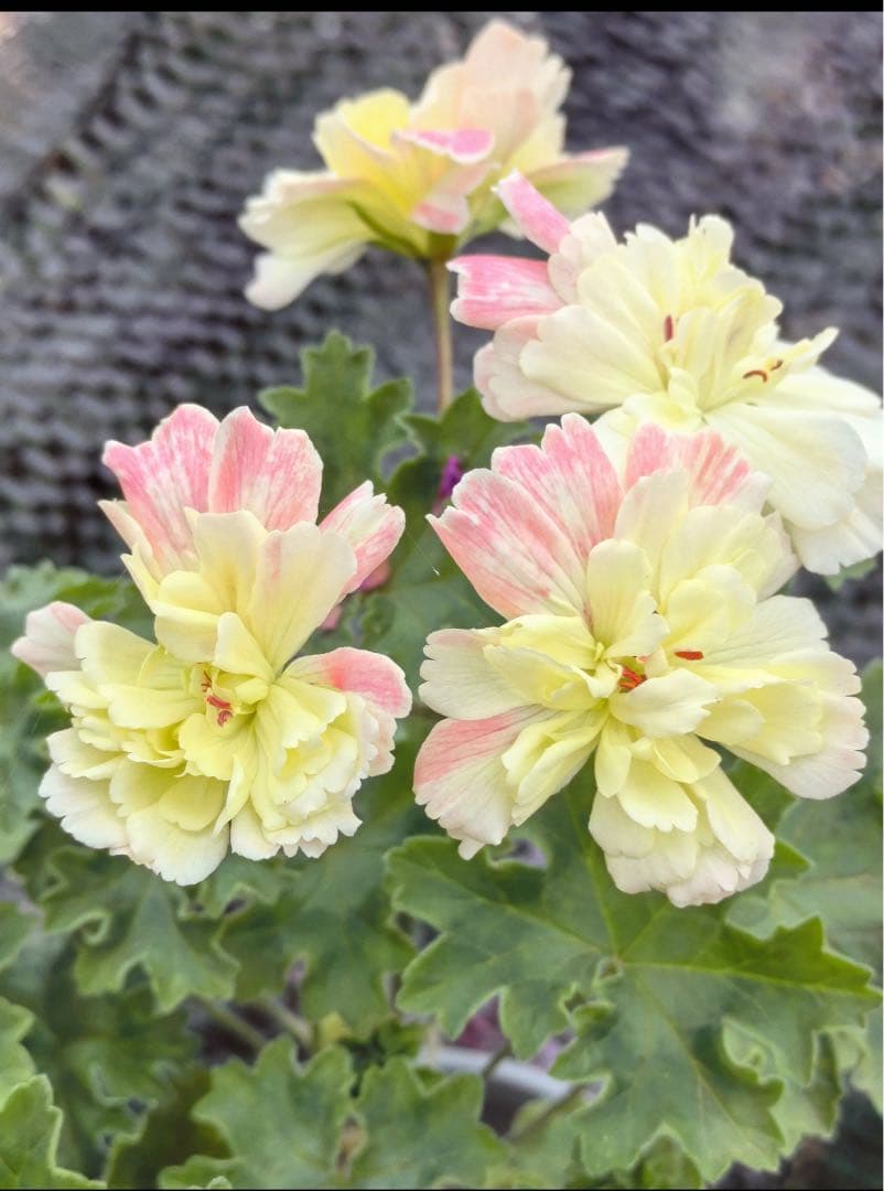 入手困難ゼラニウム苗 - メルカリ