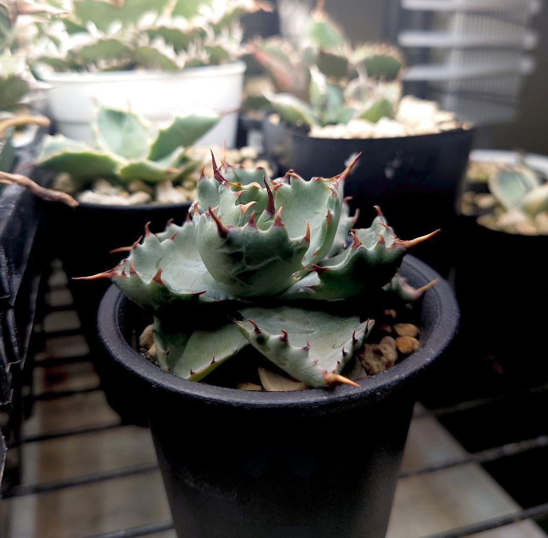 アガベ ハイブリッド 姫蠍蟹 子株 イシスメンシス - メルカリ