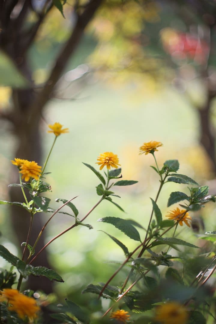 《希少》YASHICA AUTO YASHINON-DX 50mm F1.4